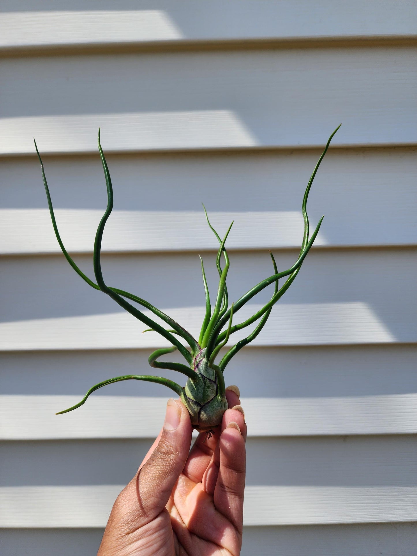Tillandsia bulbosa 'Belize' (exact)