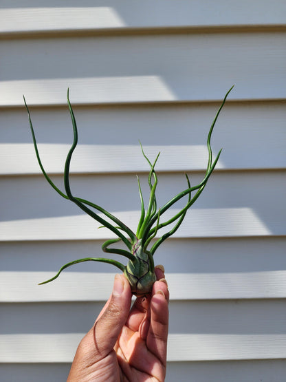 Tillandsia bulbosa 'Belize' (exact)
