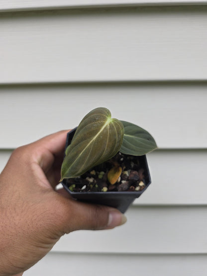 Philodendron melanochrysum (non-exact)