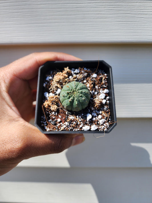 Euphorbia obesa (non-exact)