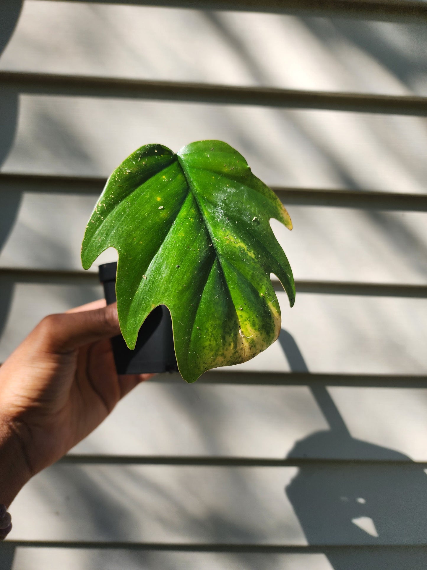Philodendron mayoi (non-exact)