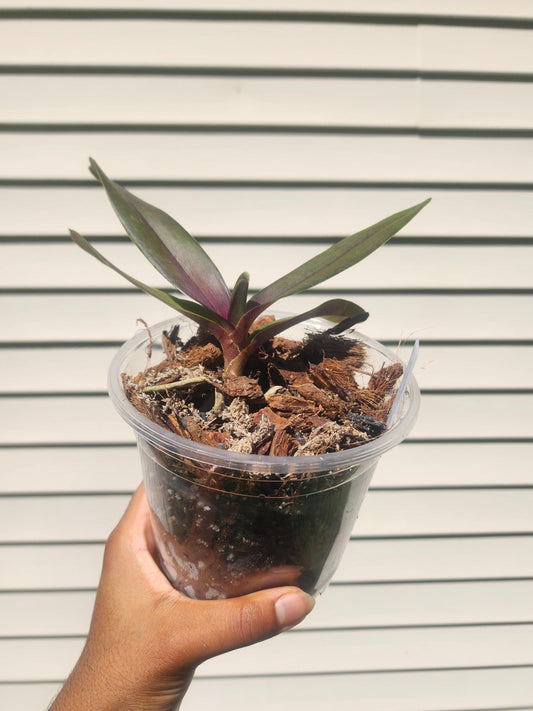 Orchid Assortment - Identified Orchid Hybrids & Species - Tropical Plants - Tropical Orchids - Live Plants