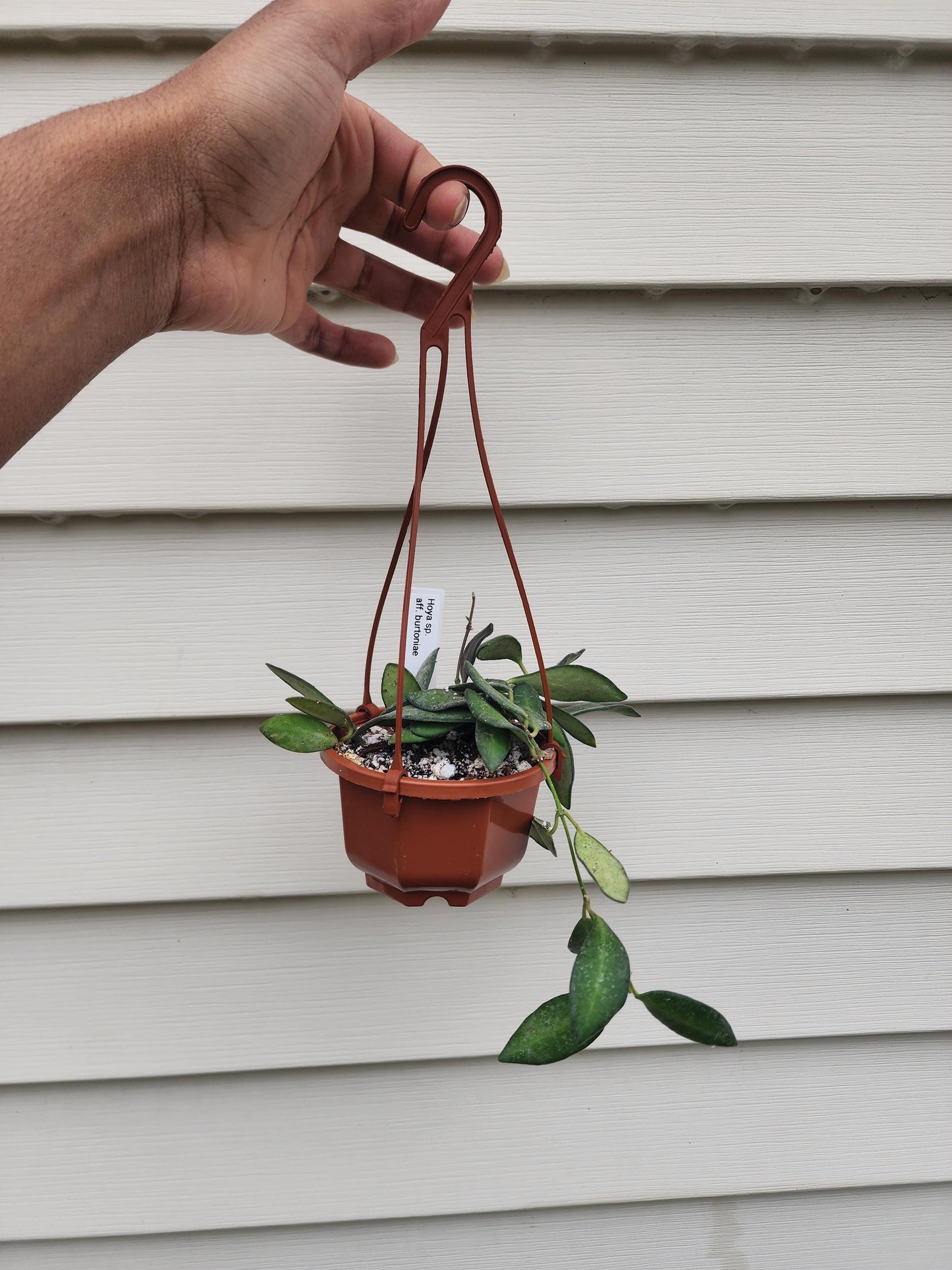 Hoya Sp. Aff. burtoniae (non-exact)