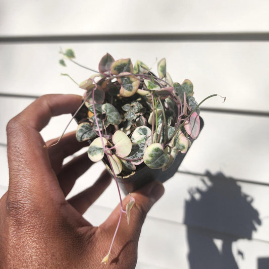 Ceropegia woodii variegata 'String of Hearts' (non-exact)