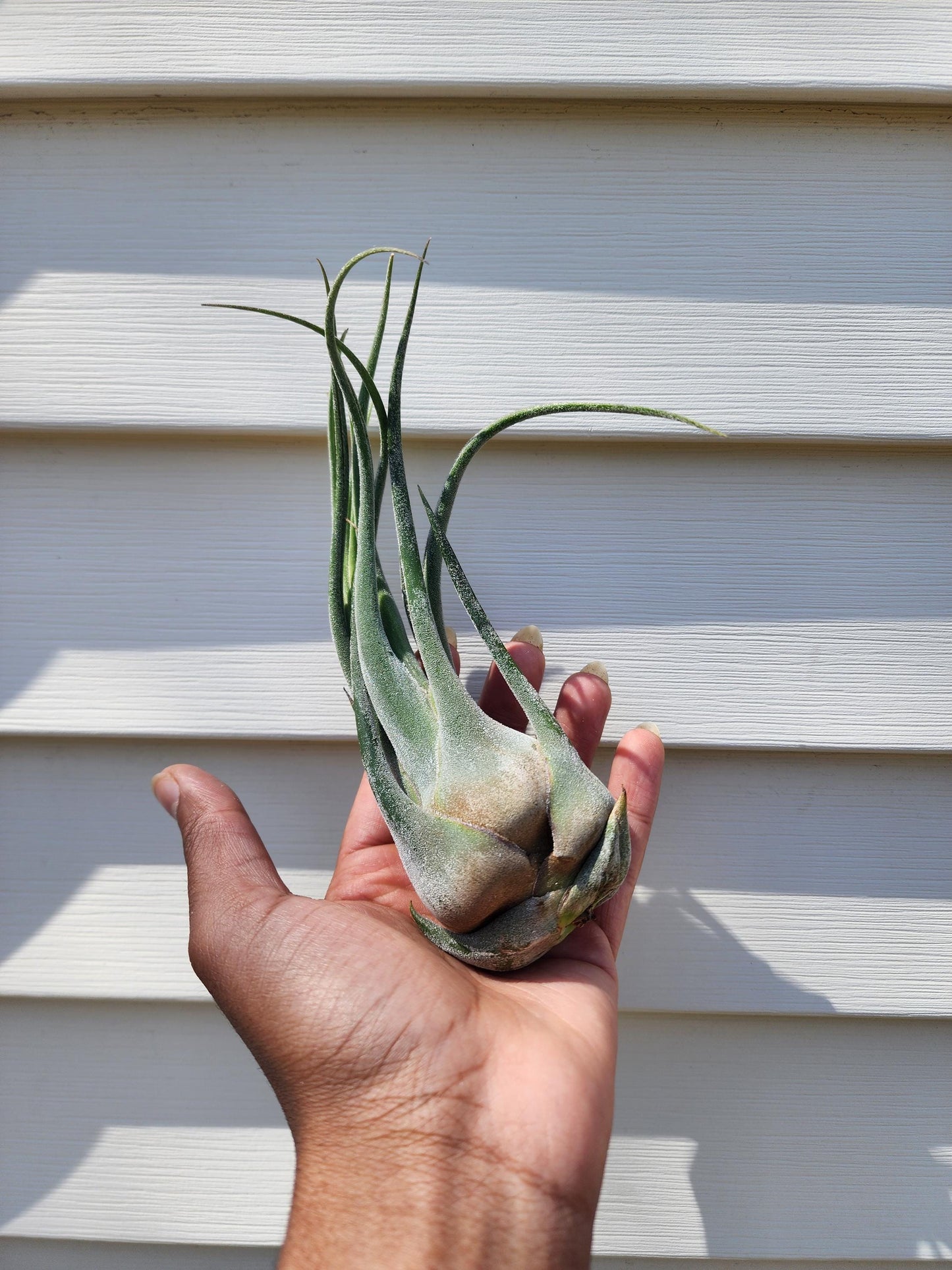 Tillandsia seleriana (exact)