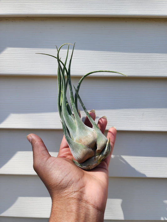 Tillandsia seleriana (exact)