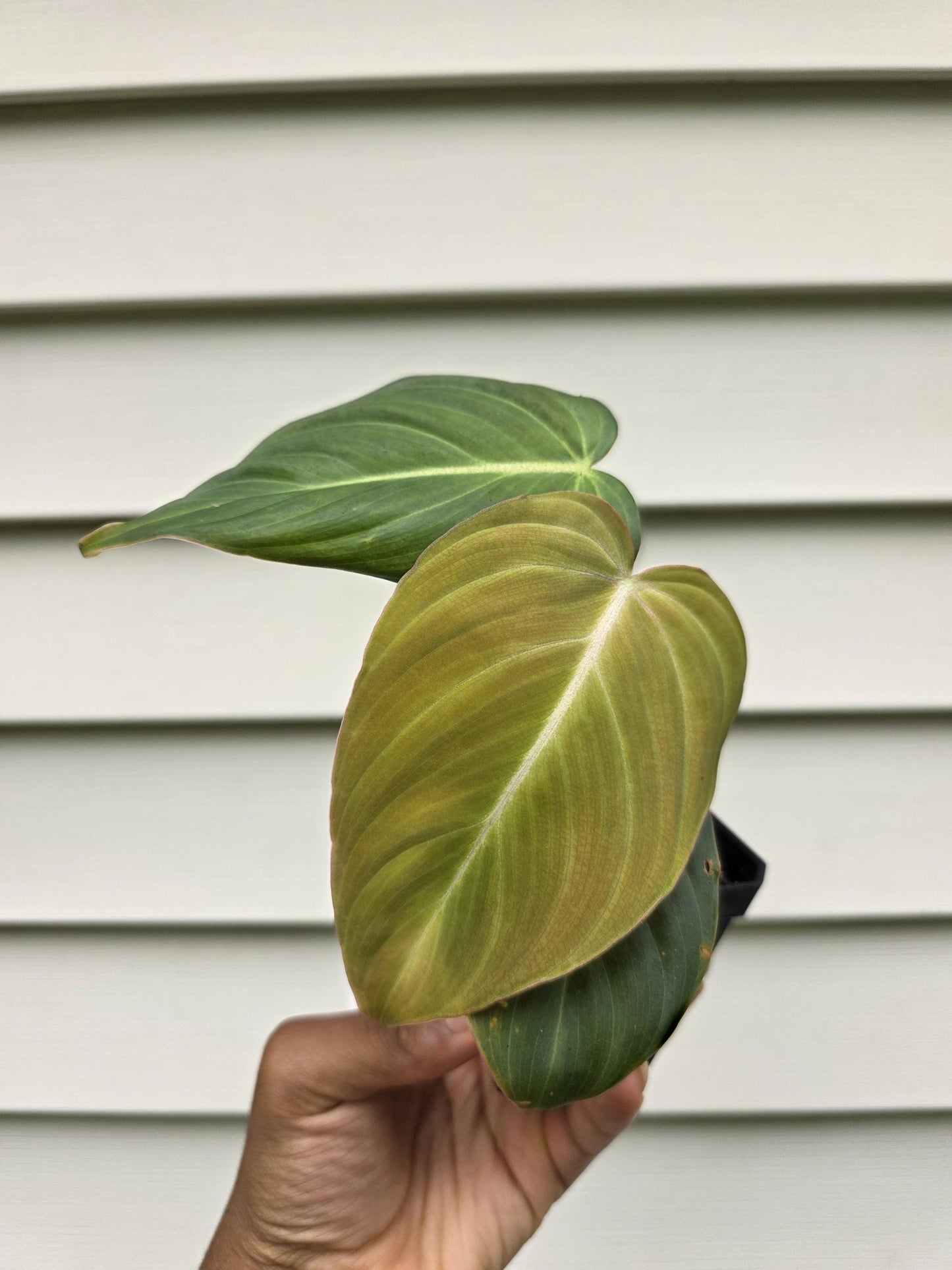 Philodendron 'Glorious' (non-exact)