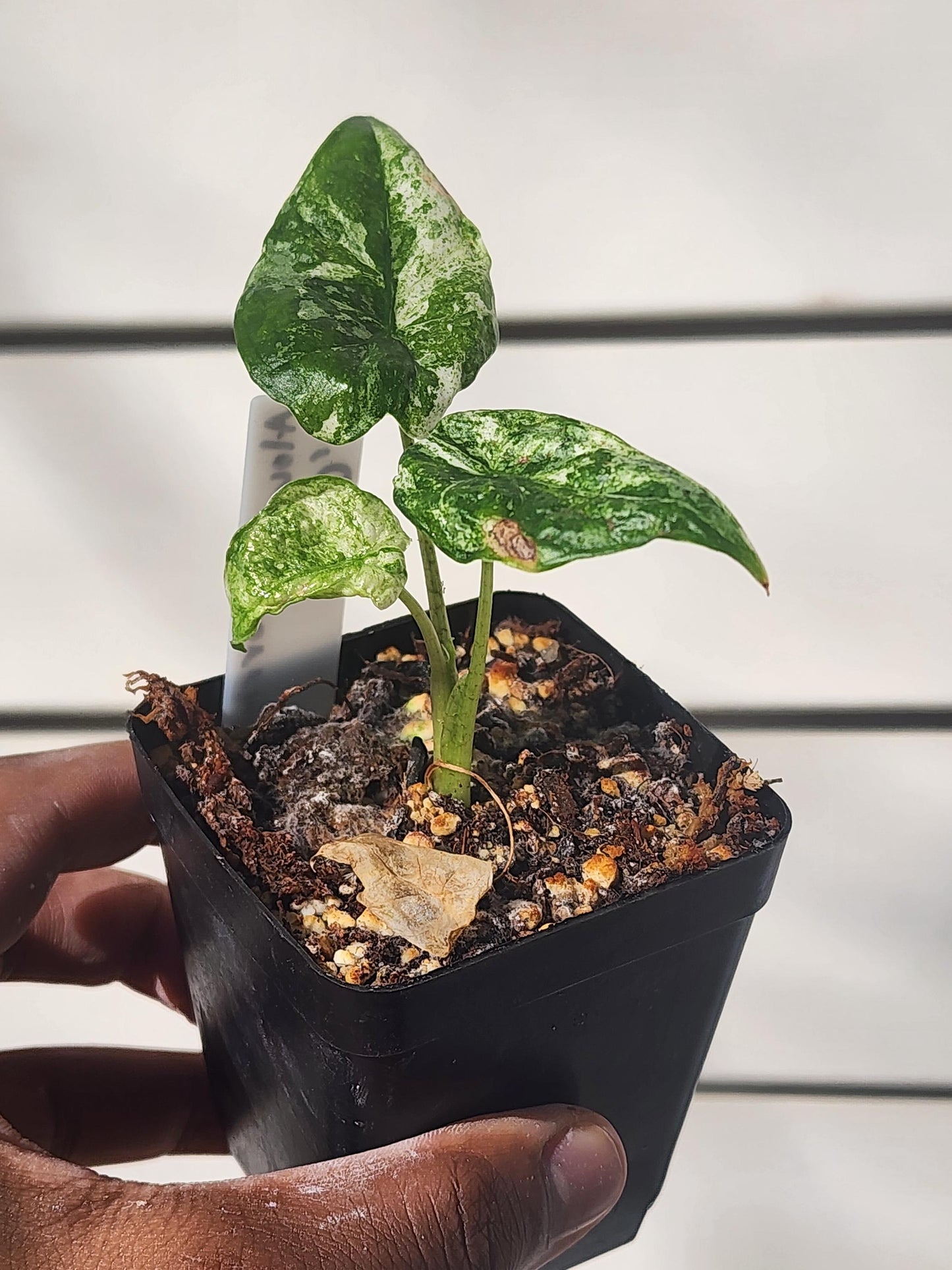 Alocasia macrorrhiza 'camouflage' (non-exact)