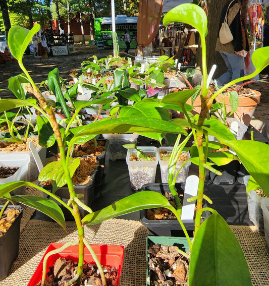 Mystery Plant Bundle - (Value 50)