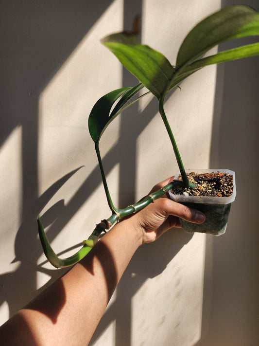 Rhaphidophora decursiva [non-exact]