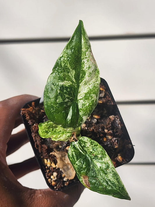 Alocasia macrorrhiza 'camouflage' (non-exact)
