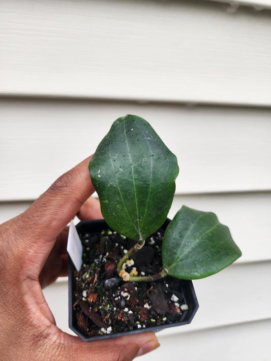 Hoya quinquenervia (non-exact)