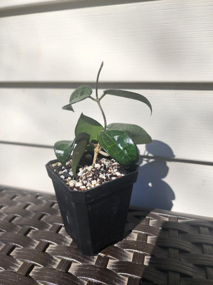 Mystery Plant - (Value 15)