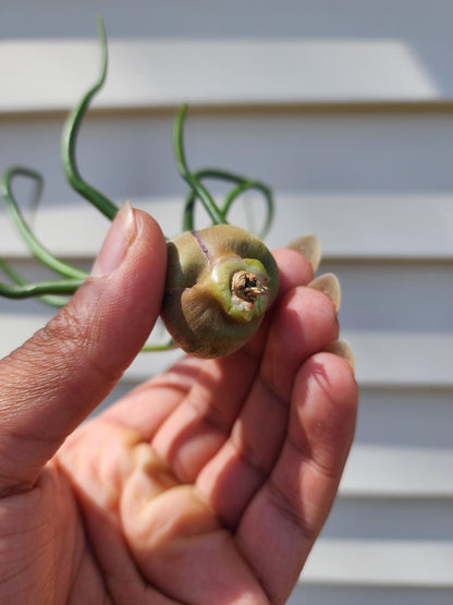 Tillandsia bulbosa 'Belize' (exact)