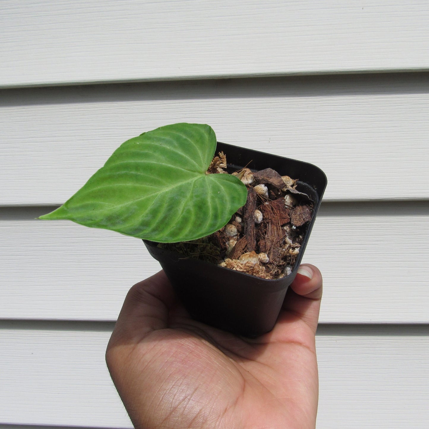 Philodendron verrucosum (non-exact)