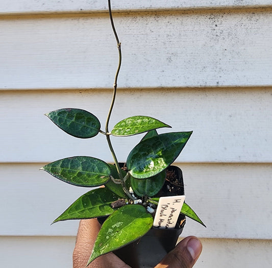 Hoya verticillata (parasitica) 'Black Margin' (non-exact)