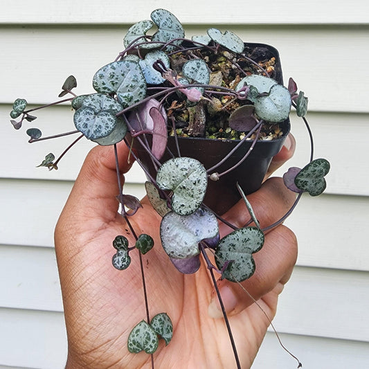 Ceropegia woodii 'String of Hearts' (non-exact)