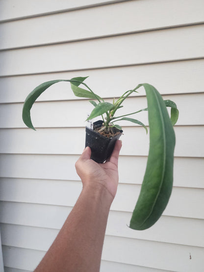 Mystery Plant - (Value 15)