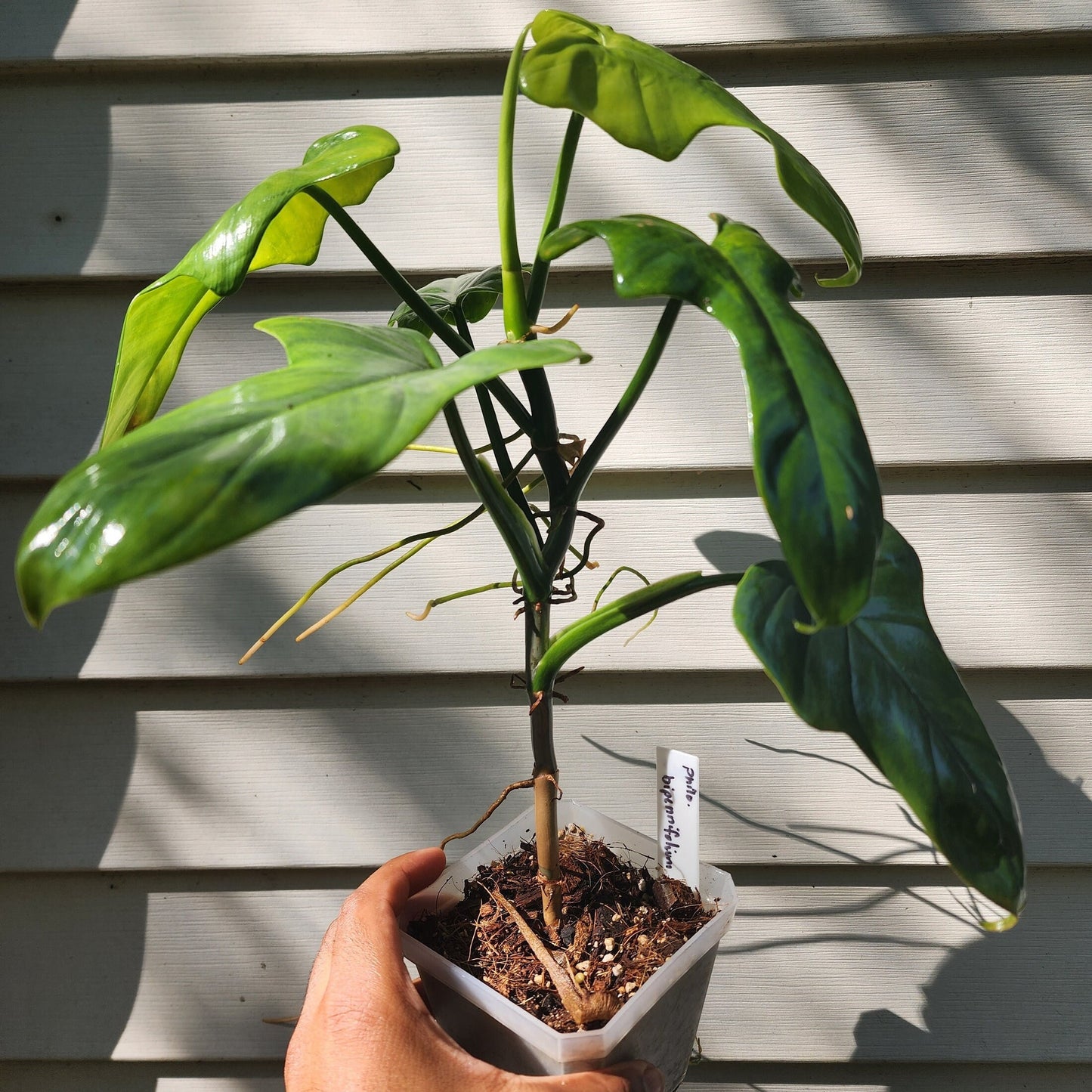 Philodendron bipennifolium (non-exact)