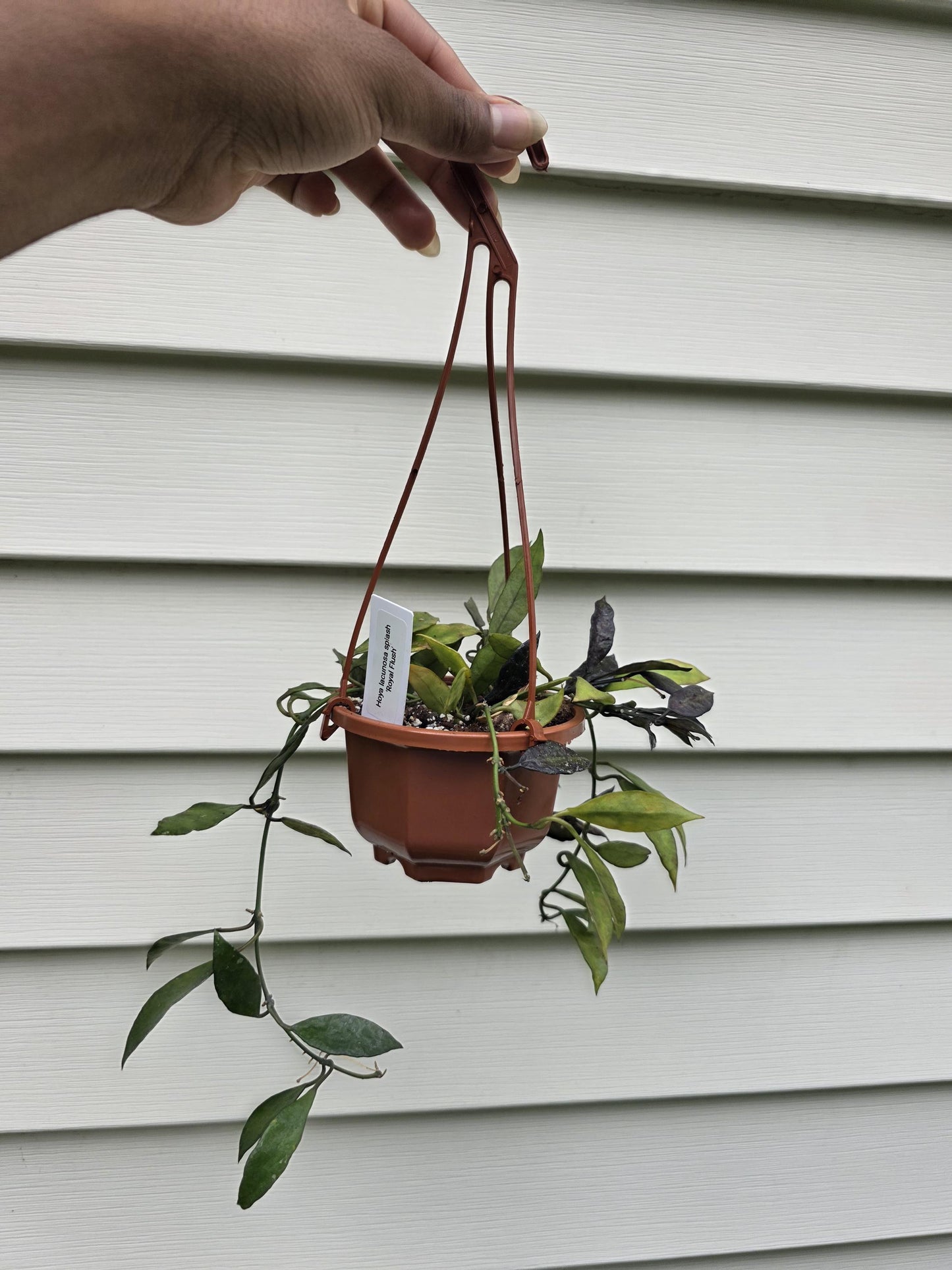 Hoya lacunosa Splash var. 'Royal Flush' (non-exact)