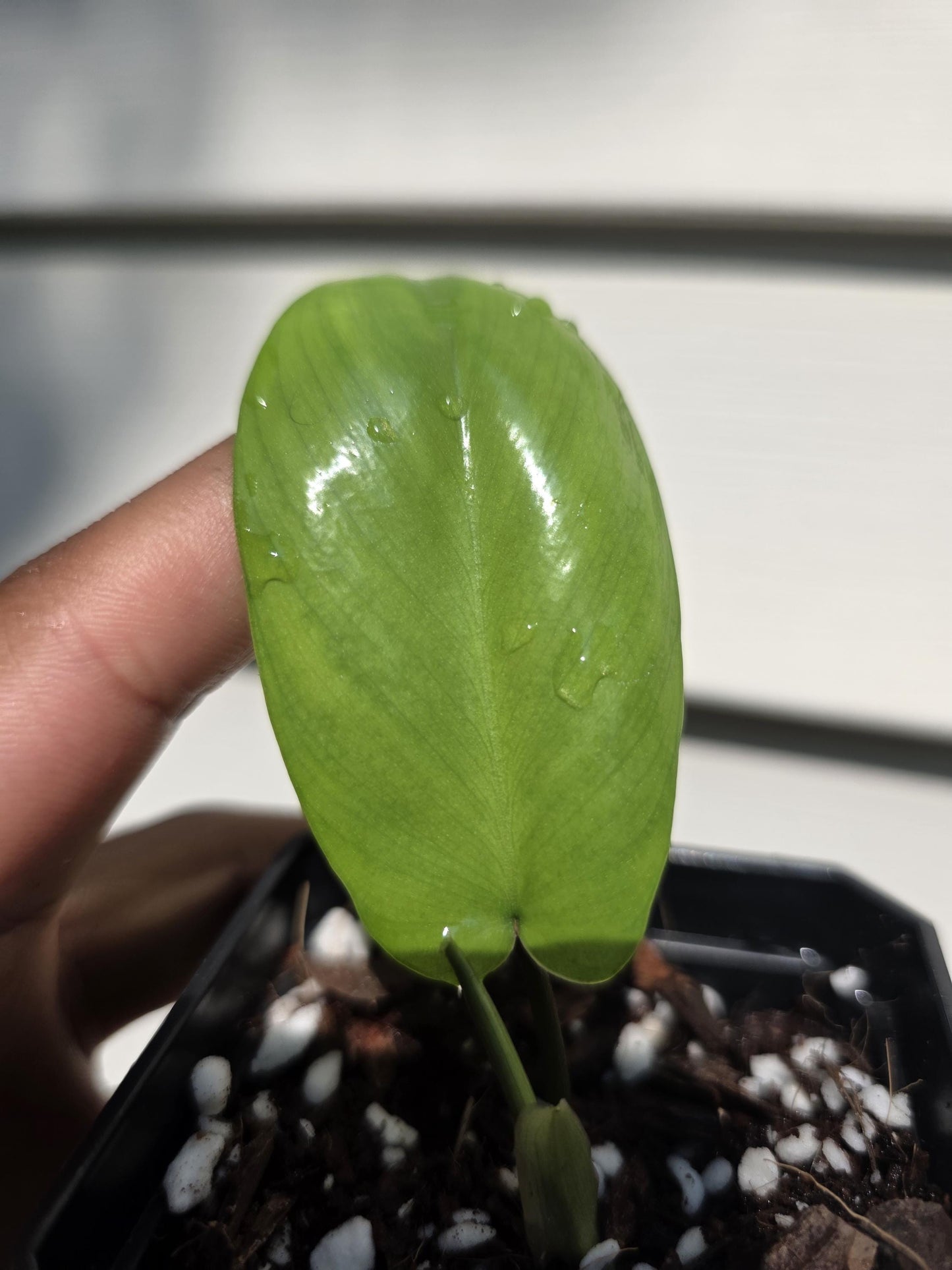Philodendron 'Florida Beauty' (non-exact)