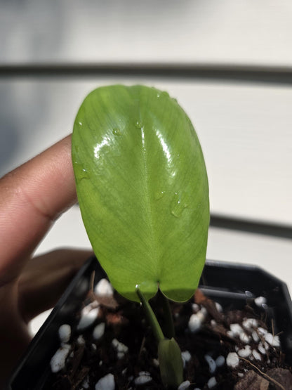 Philodendron 'Florida Beauty' (non-exact)