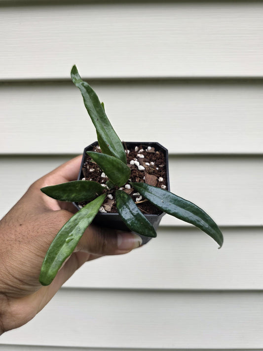 Microsorum thailandicum - Blue Oil Fern (non-exact)
