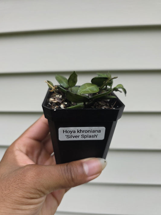 Hoya krohniana 'Splash' (non-exact)