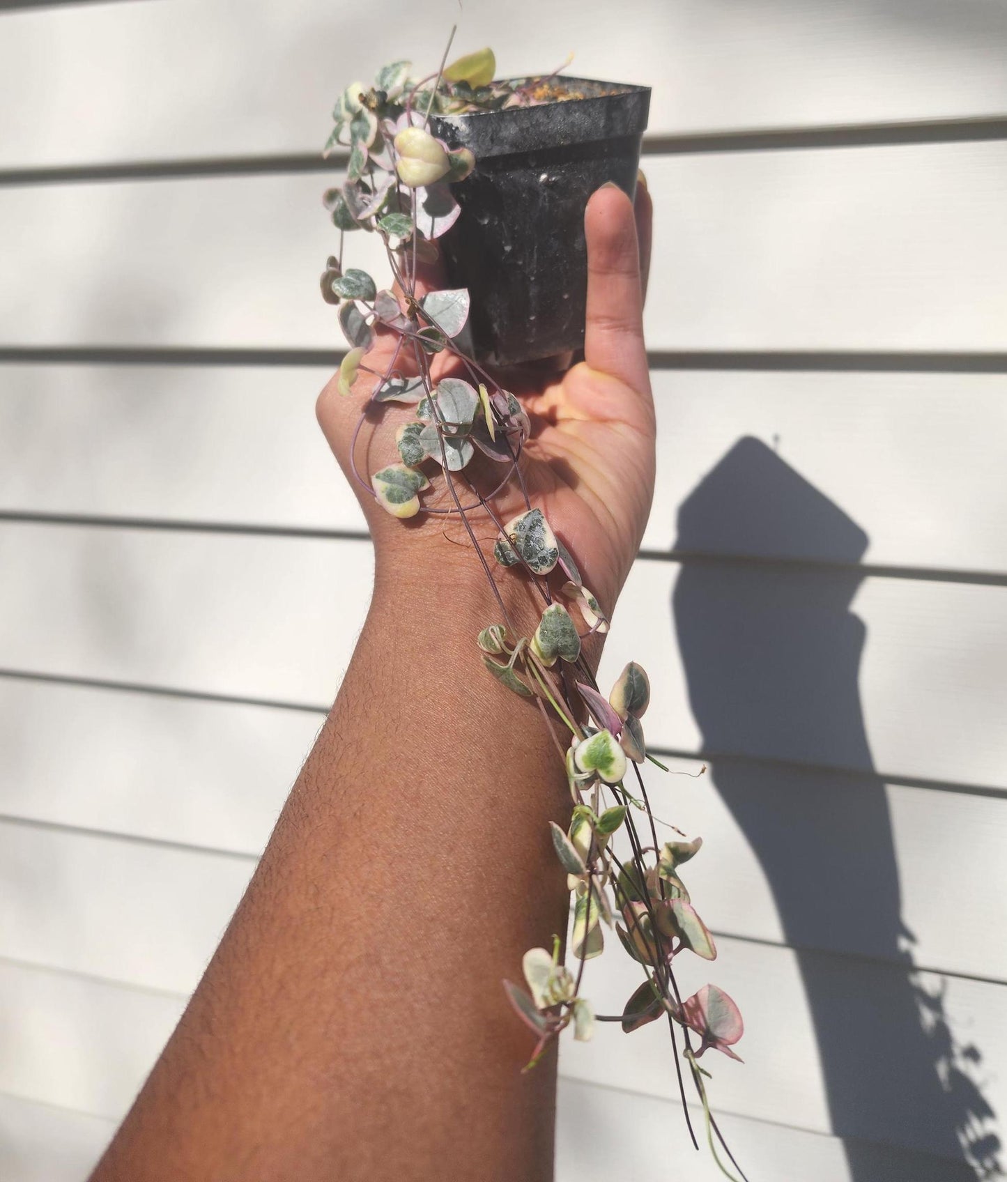 Ceropegia woodii variegata 'String of Hearts' (non-exact)