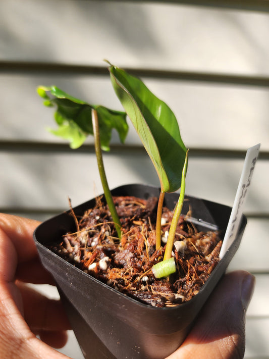 Philodendron mayoi (non-exact)
