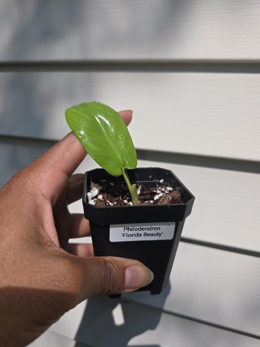 Philodendron 'Florida Beauty' (non-exact)