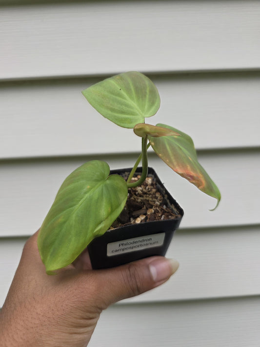 Philodendron camposportoanum (non-exact)