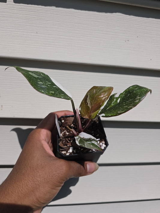 Philodendron erubescens 'Red Medusa' (non-exact)