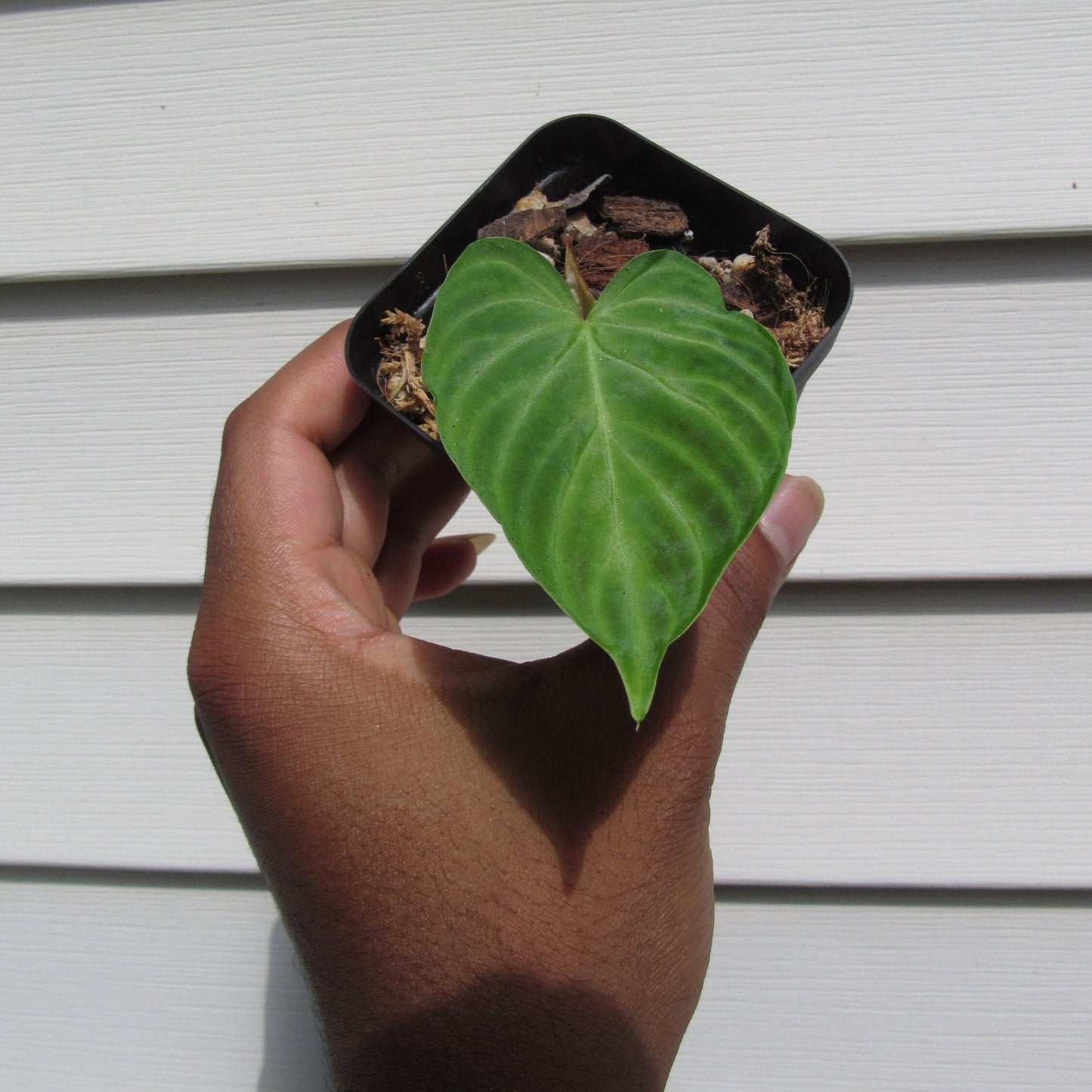 Philodendron verrucosum (non-exact)