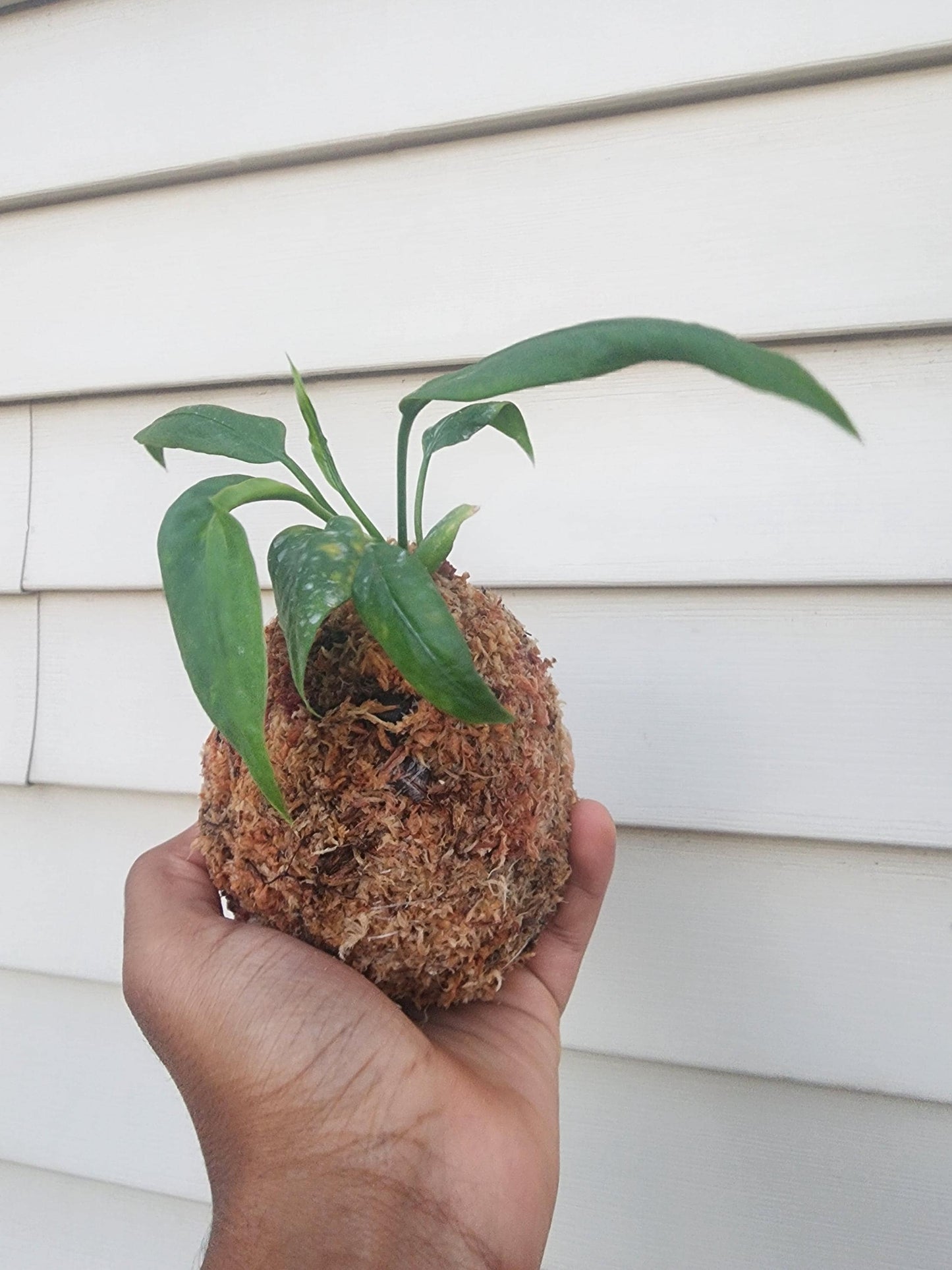 Handcrafted Kokedama Planter