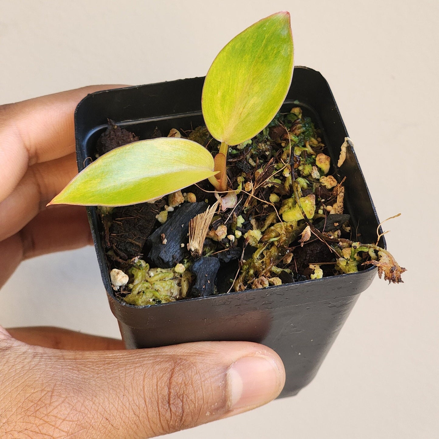 Philodendron erubescens 'Painted Lady' (non-exact)