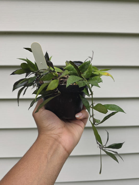 Hoya lacunosa Splash var. 'Royal Flush' (non-exact)