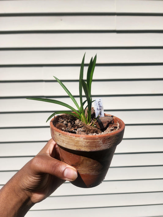 Orchid Assortment - Identified Orchid Hybrids & Species - Tropical Plants - Tropical Orchids - Live Plants