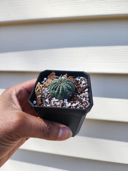 Euphorbia obesa (non-exact)
