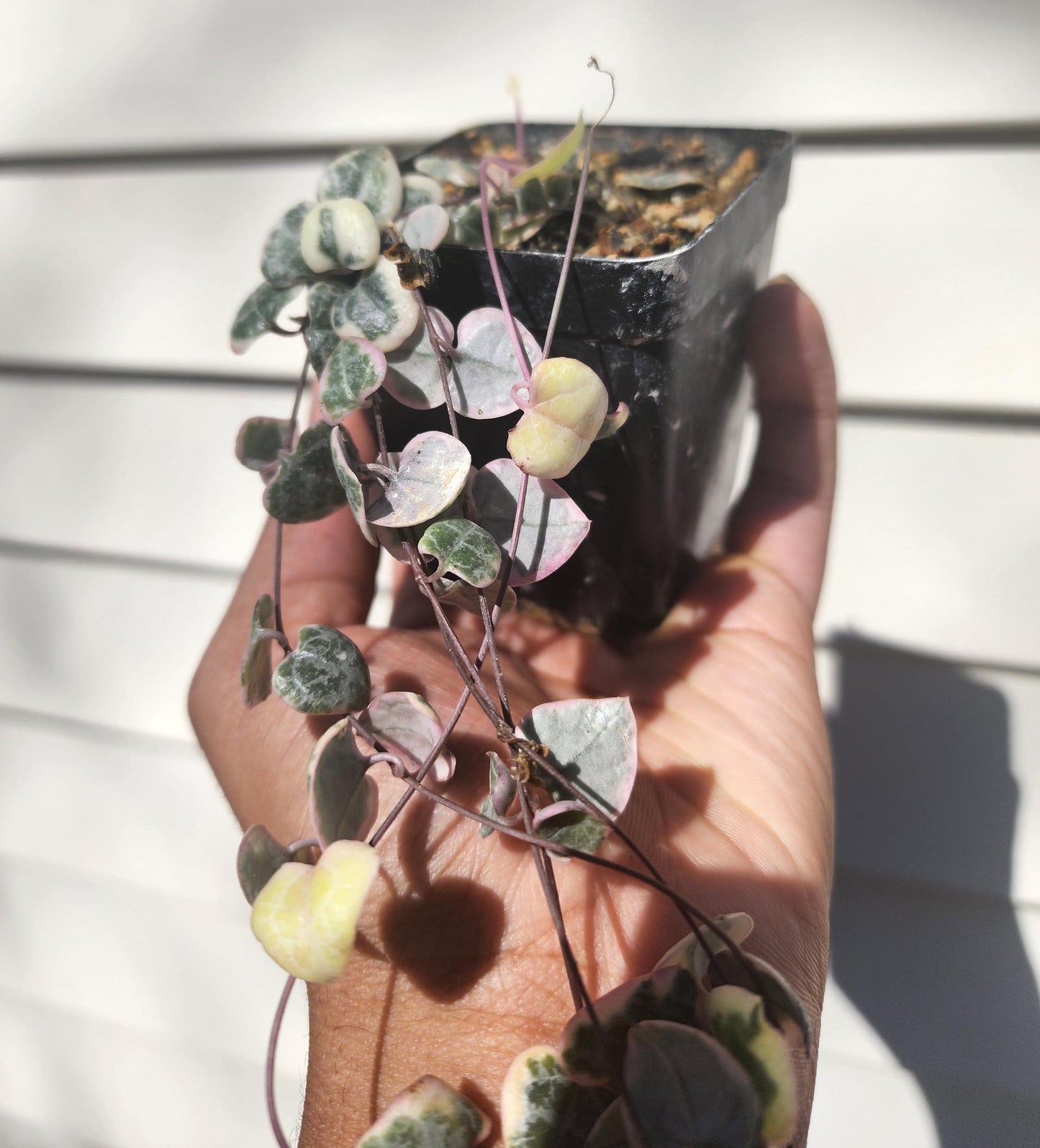 Ceropegia woodii variegata 'String of Hearts' (non-exact)