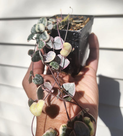 Ceropegia woodii variegata 'String of Hearts' (non-exact)