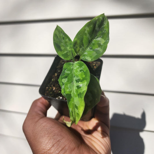 Aglaonema pictum 'Tricolor' (non-exact)