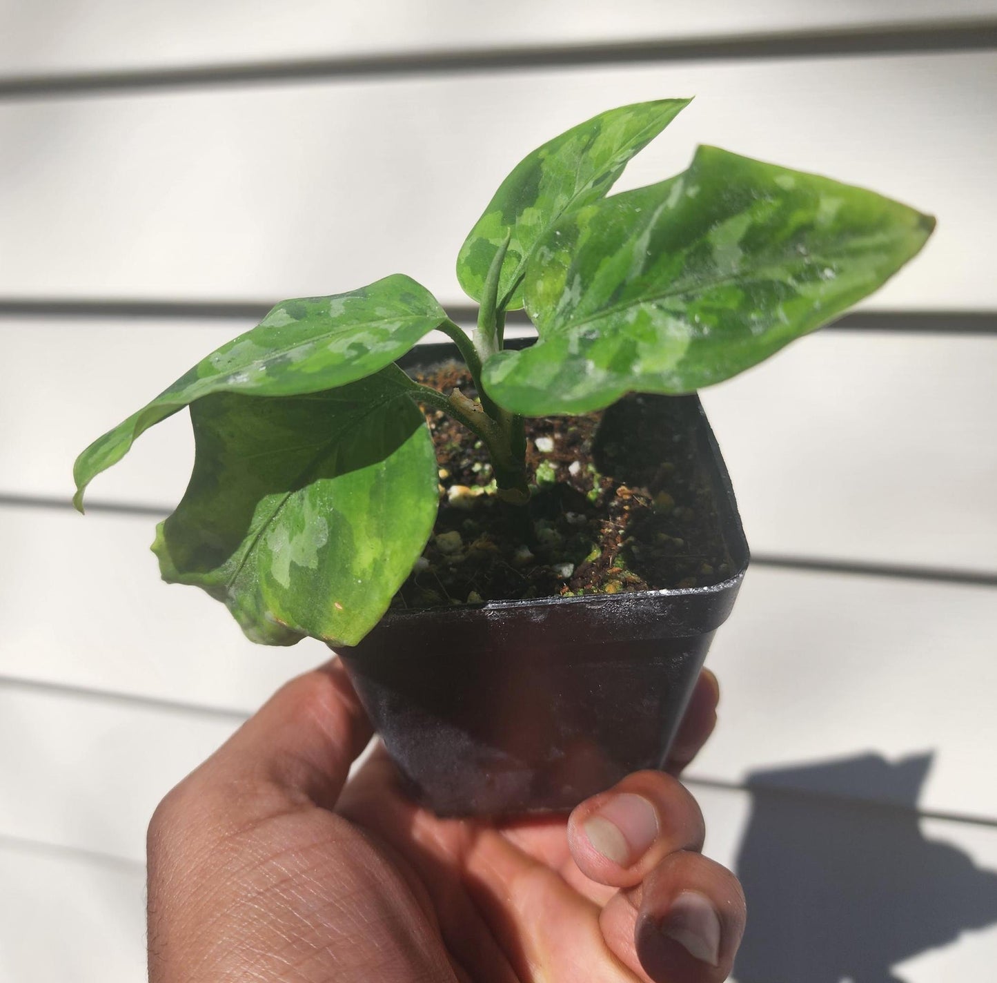 Aglaonema pictum 'Tricolor' (non-exact)