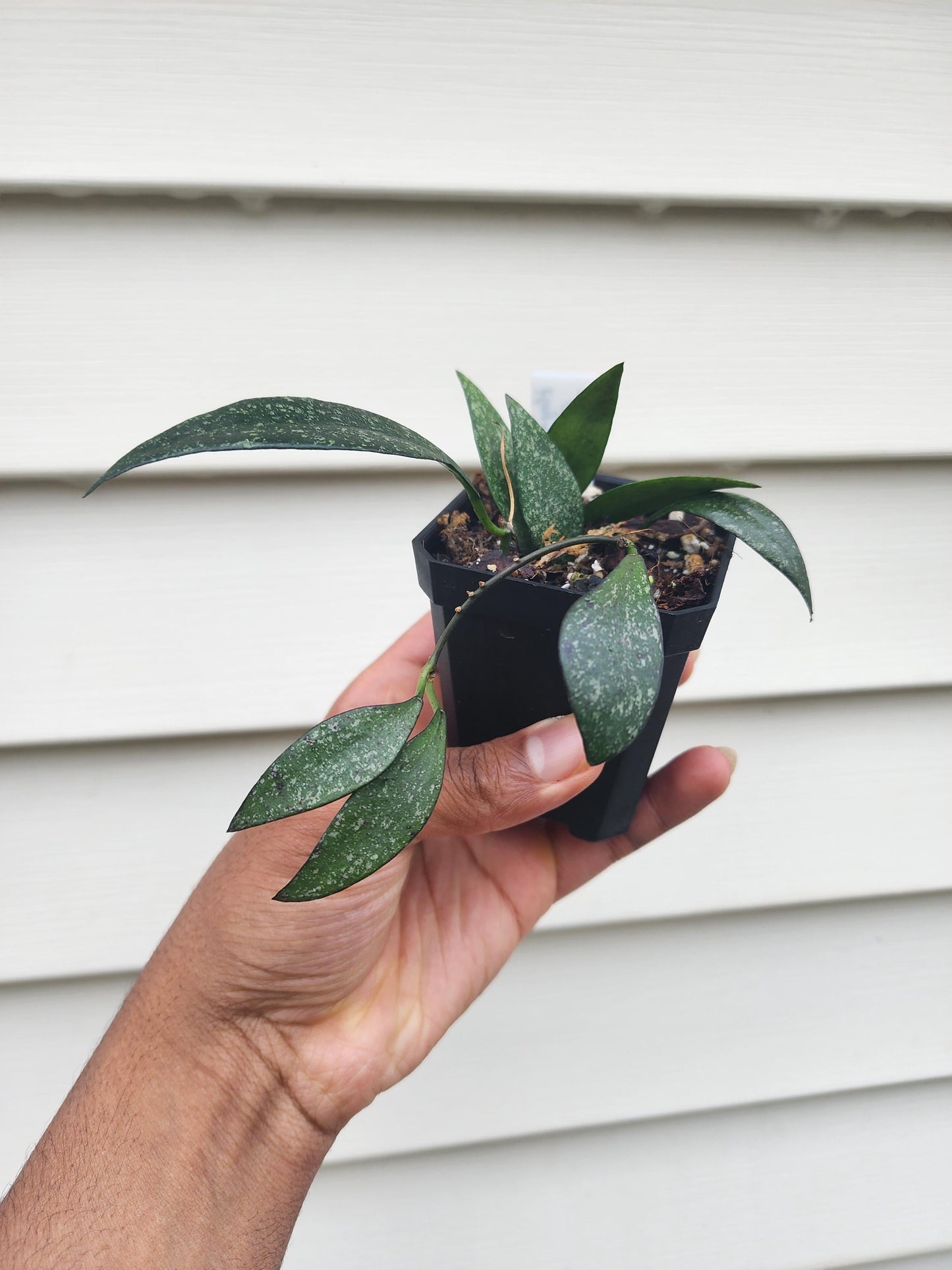Hoya parviflora 'Splash' (non-exact)