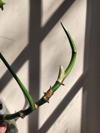 Rhaphidophora decursiva [non-exact]