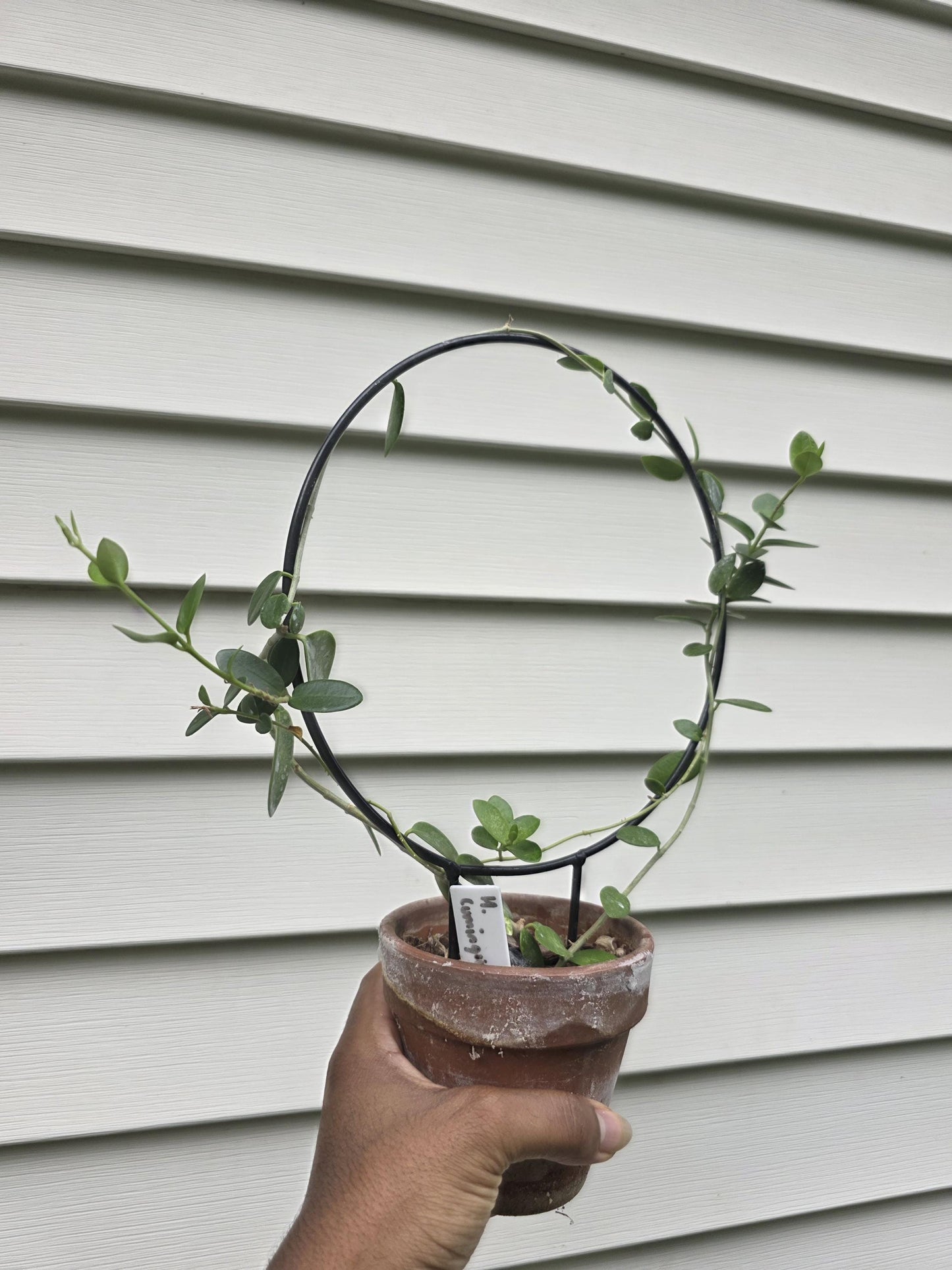 Circle Trellis for Potted Plants