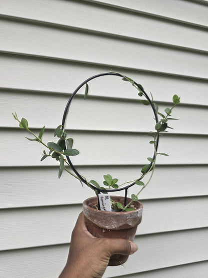 Circle Trellis for Potted Plants