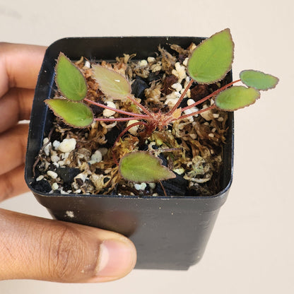 Begonia vankerckhovenii (non-exact)