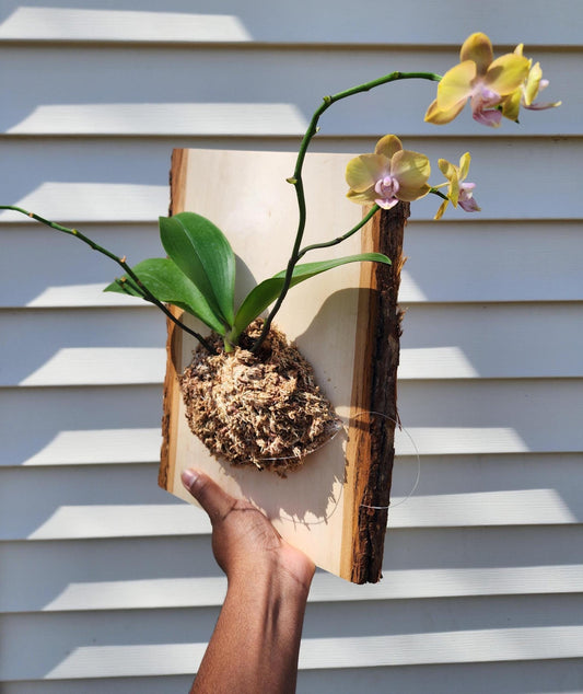 Mounted Orchid Display (exact plant)