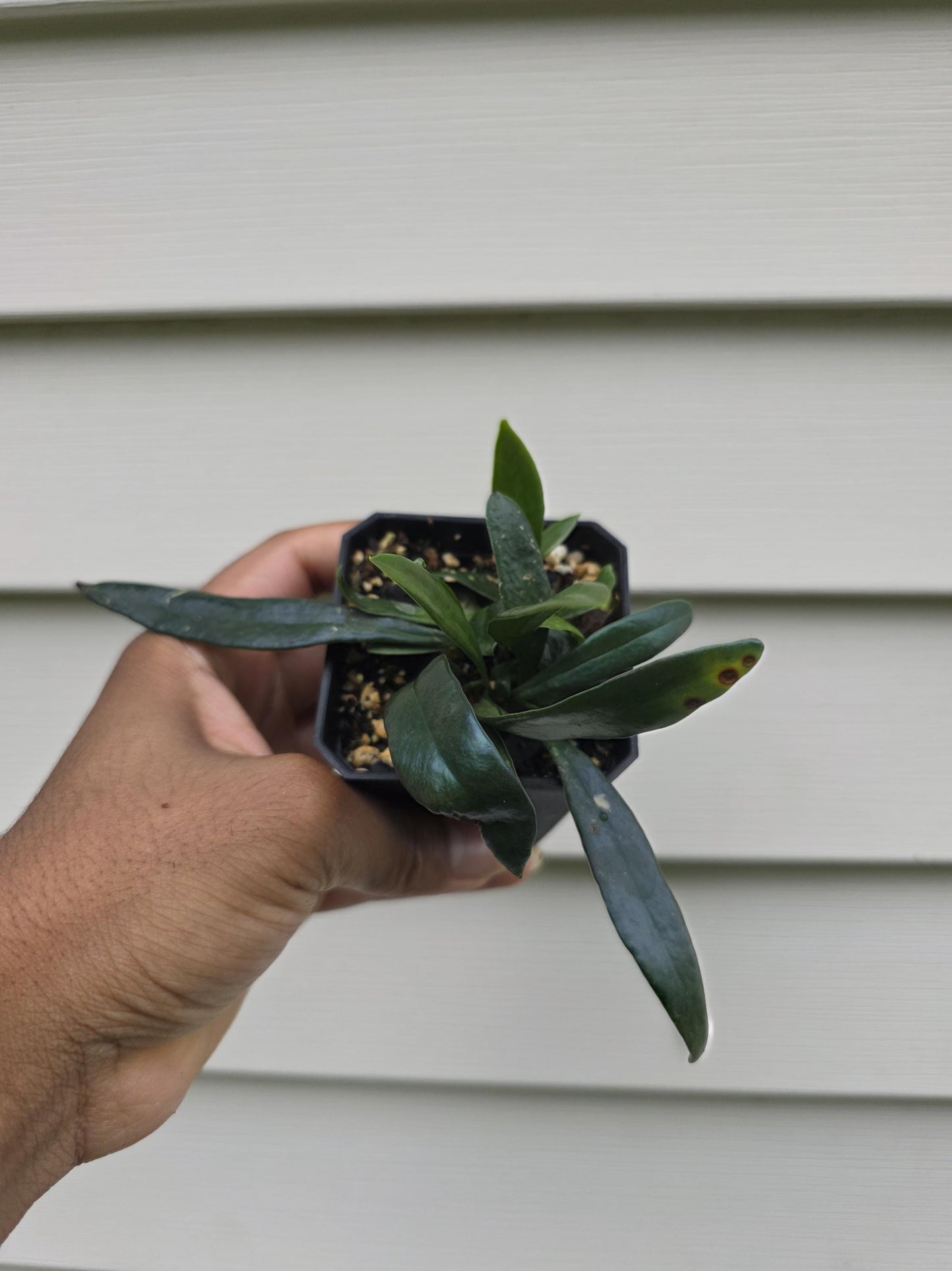 Microsorum thailandicum - Blue Oil Fern (non-exact)